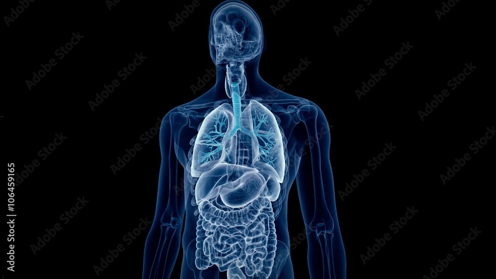 medical 3d animation of the human bronchi medical 3d animation of the human bronchi
