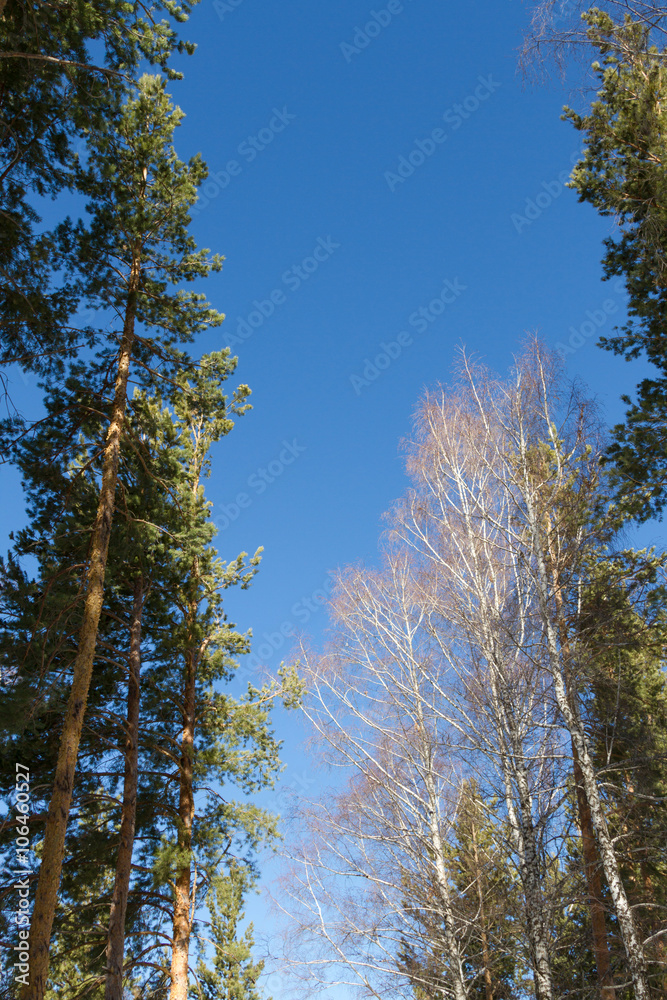 Fototapeta premium pine on a background of blue sky