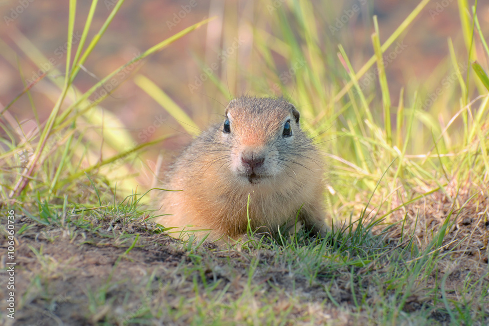 Fototapeta premium сибирский суслик