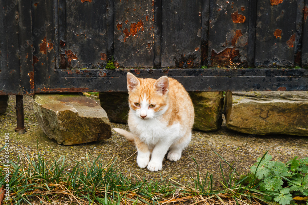 Fototapeta premium Gato sentado de color blanco y naranja. Felix catus.