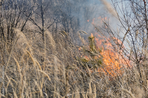 flame burns dry vegetation