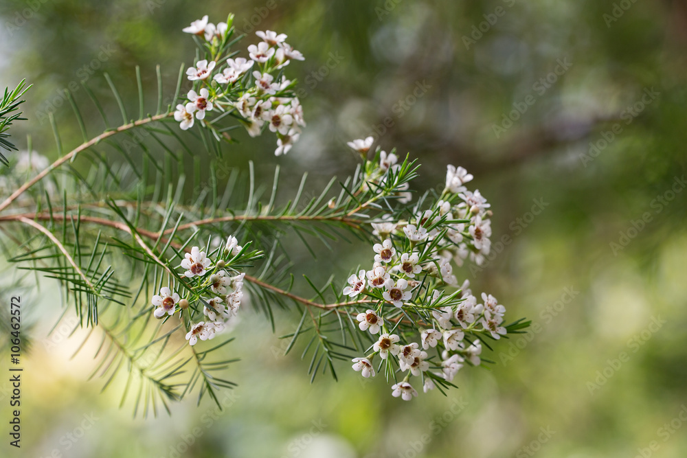 flowering branches with wax flowers flowering branches with wax flowers