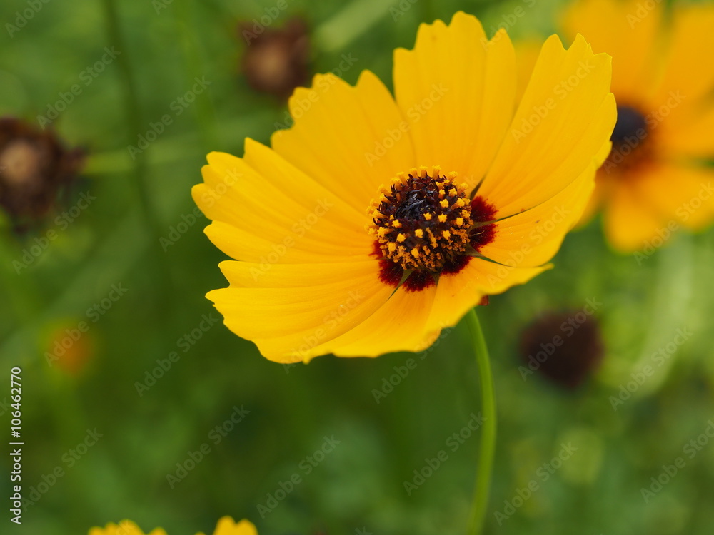 Close Up Of Beautiful Yellow Flower Blossom In The Garden Close Up Of Beautiful Yellow Flower Blossom In The Garden