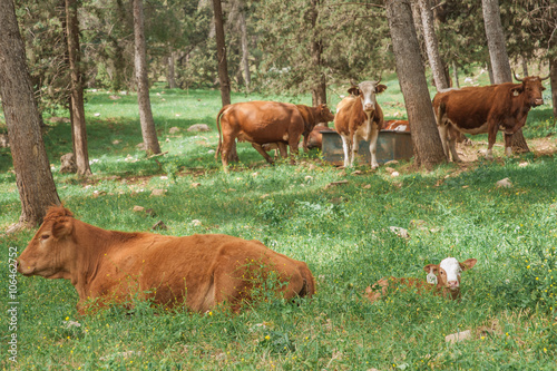 five cows rest in the forest