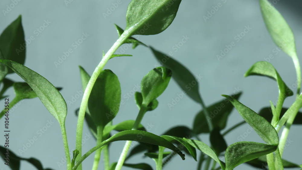 Green Plants With Sun Rays Time Lapse Green Plants With Sun Rays Time Lapse
