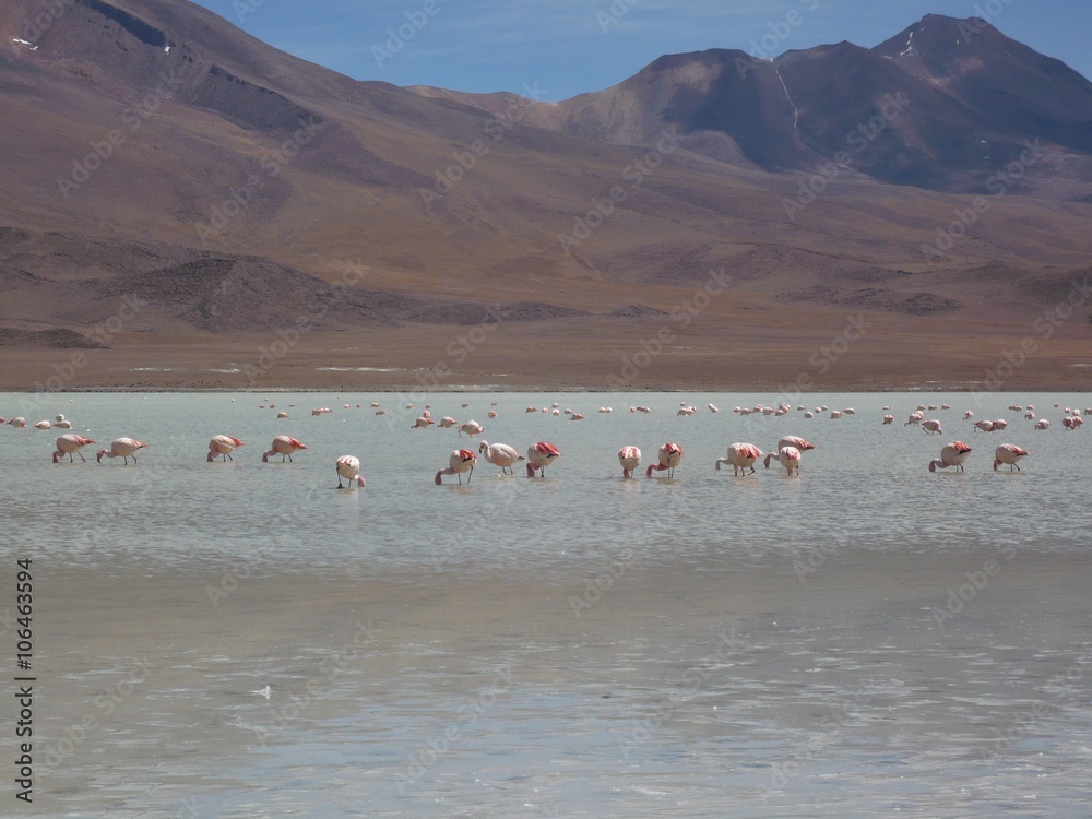 Feeding Pink Flamingos