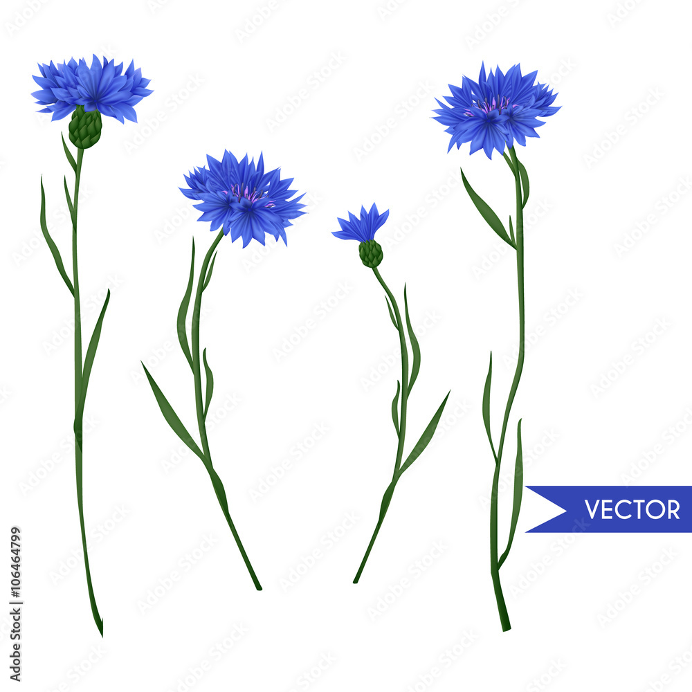 Cornflower vector set Stock Vector Adobe Stock