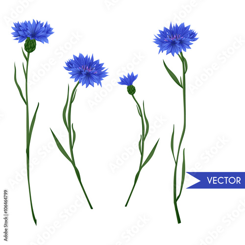 Cornflower vector set