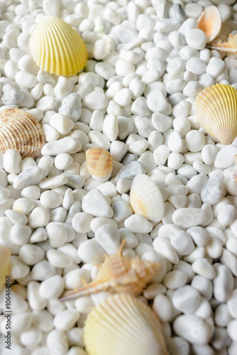 shells on white stones