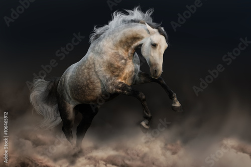 Grey andalusian horse run in desert storm