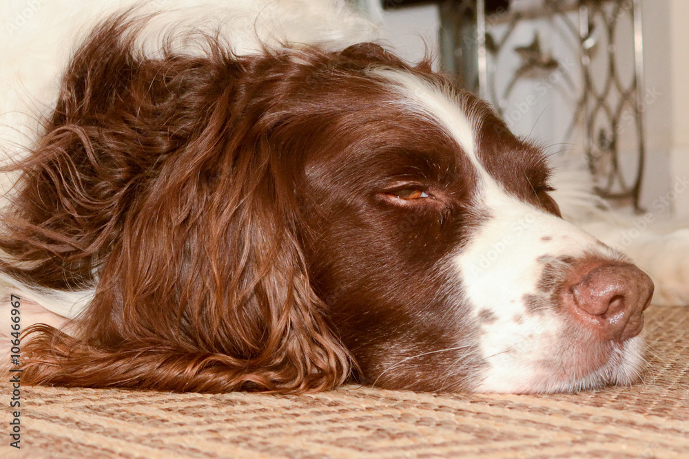 English Springer Spaniel asleep on mat English Springer Spaniel asleep on mat