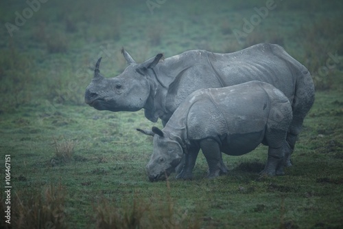 Big endangered indian rhinoceros in Kaziranga National Park   Big endangered indian rhinoceros in Kaziranga National Park