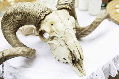 Goat skull with horns