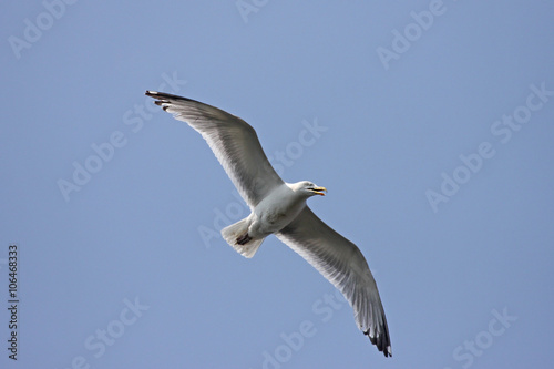 Seagull