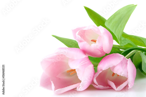 Fototapeta Naklejka Na Ścianę i Meble -  spring fragrant pink tulips isolated on white background close up