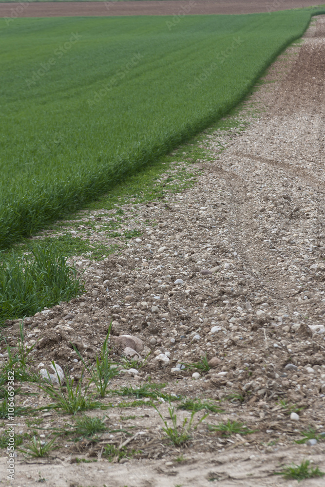 Obraz premium cultivated field