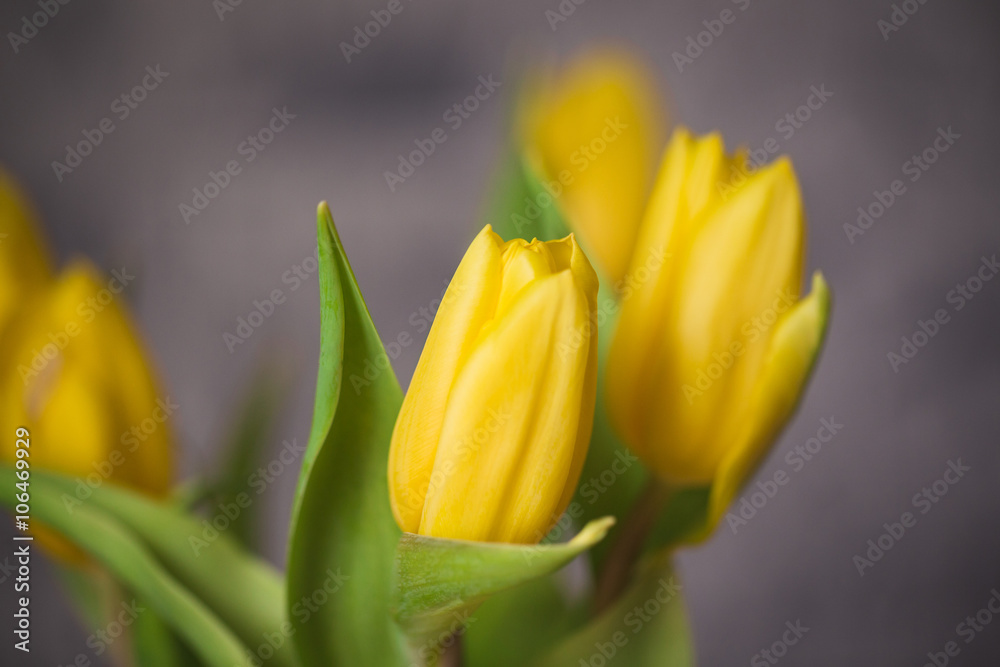 Beautiful spring yellow tulips in a vase Beautiful spring yellow tulips in a vase