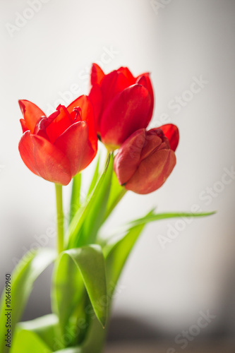 Beautiful spring red tulips in a vase