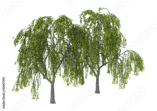 3D Illustration Green Willow on White photo