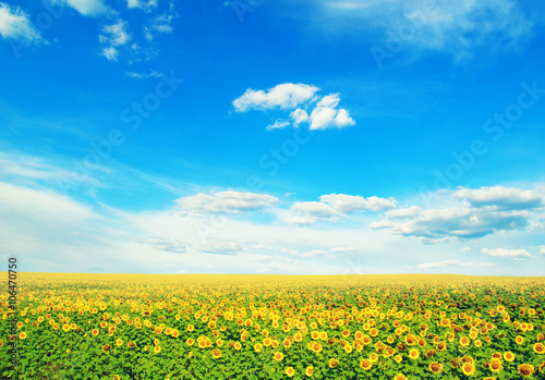 field of sunflowers and blue sun sky