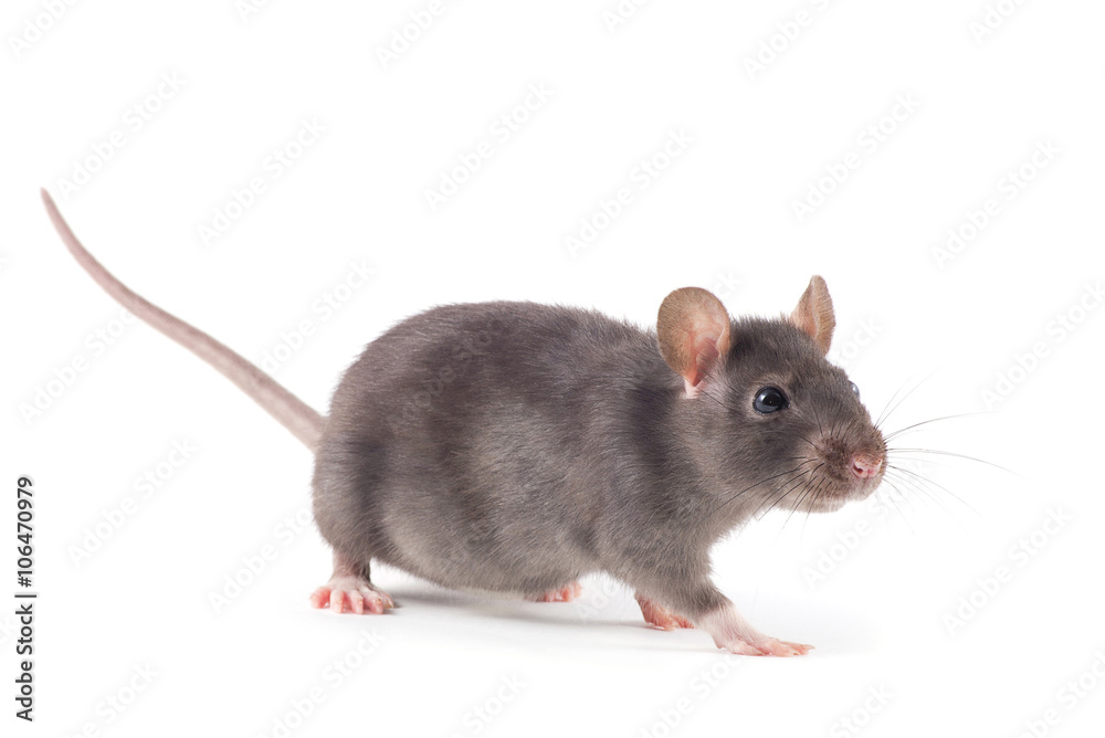 rat rat