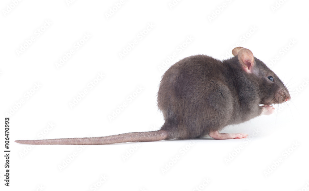 rat rat