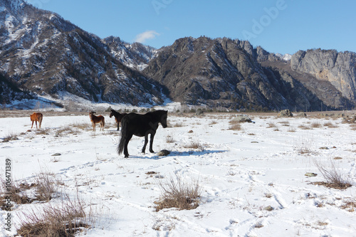 Horses are grazed on a snow glade among mountains in the early spring
 photo