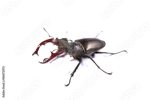 Large, male stag beetle