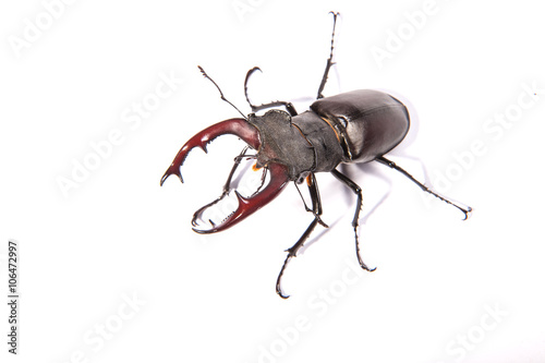 Large, male stag beetle