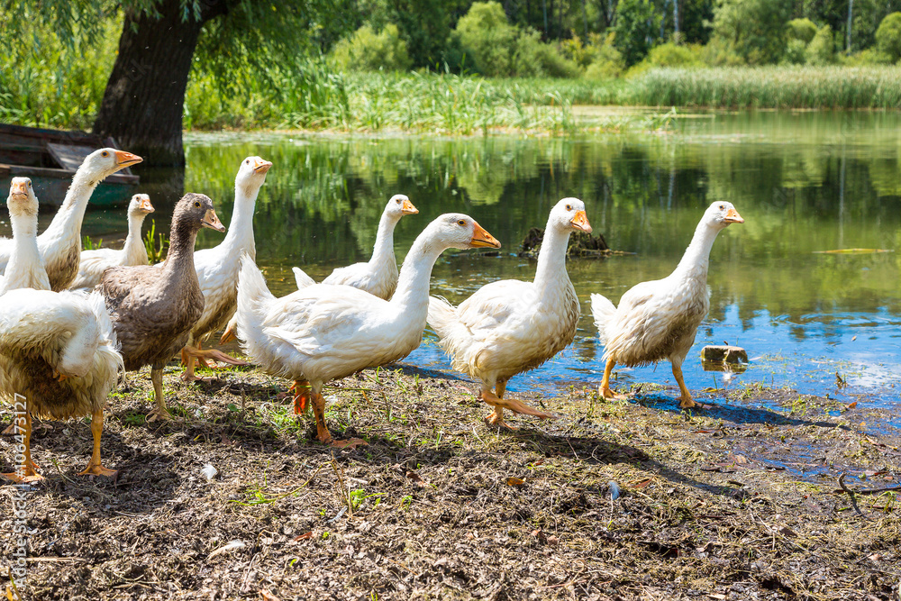 Obraz premium White ducks