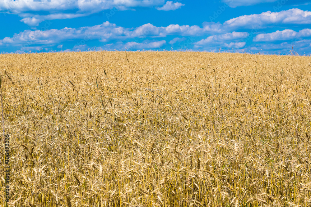 Naklejka premium A wheat field