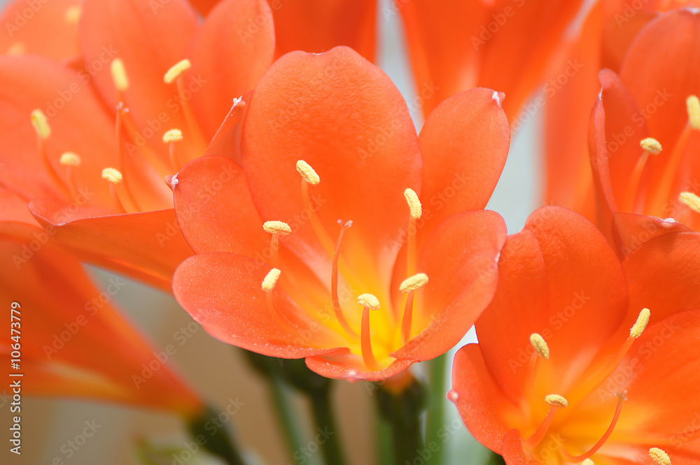 Amaryllidaceae, clivia flower macro. Amaryllidaceae, clivia flower macro.