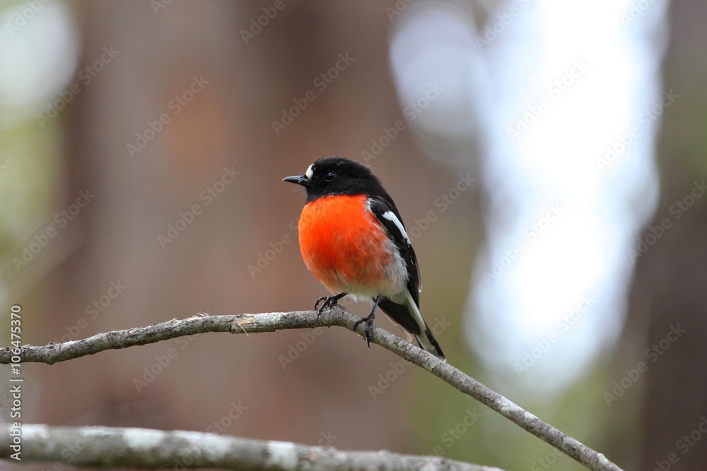 Fototapeta premium Scarlet robin male, Australie