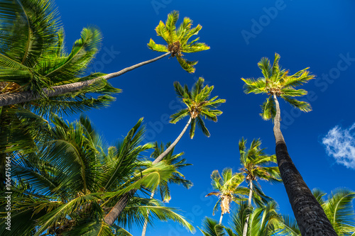 Tall Coconut Palm Trees High in the Deep Blue Sky on Pacific Ocean Hawaiian Island © aimeefawn