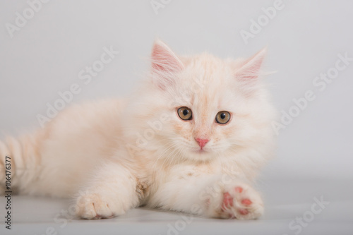 Small Siberian kitten on grey background.  © D'Action Images