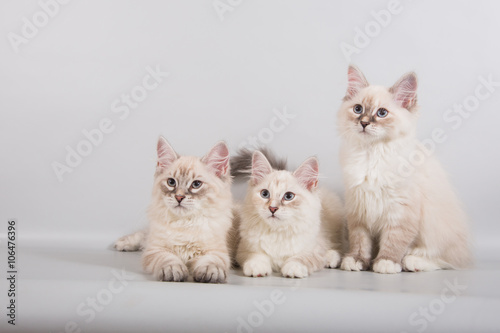Three small Siberian Neva Masquerade kittens on gray background.  © D'Action Images