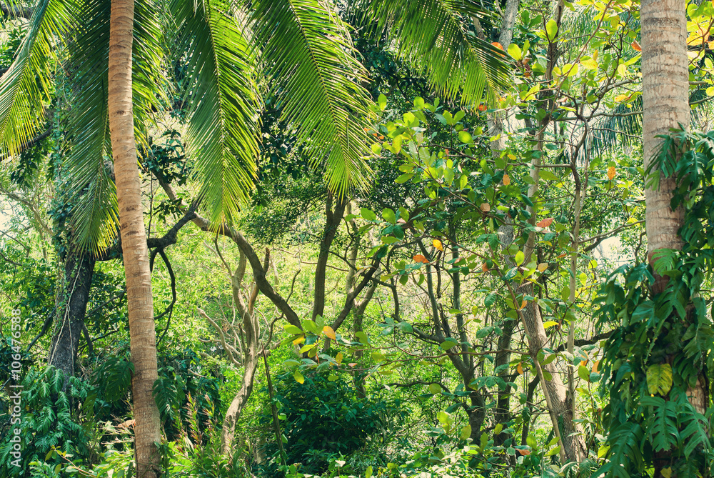 Tropical Impassable Thickets Palm Jungle Nature Tropical Impassable Thickets Palm Jungle Nature