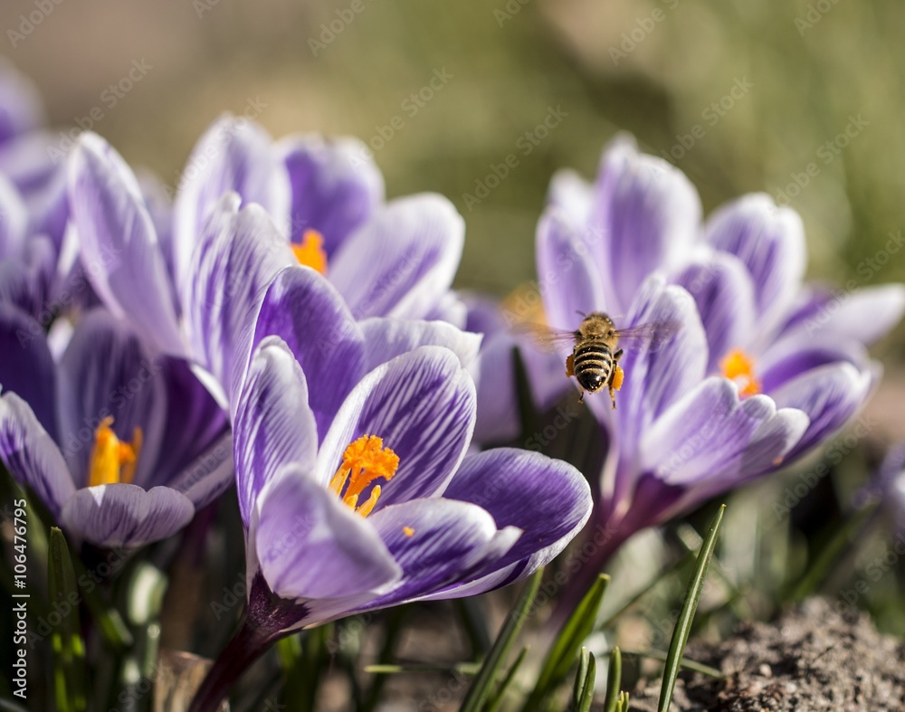 Fototapeta premium Biene im Frühling am Krokussfeld