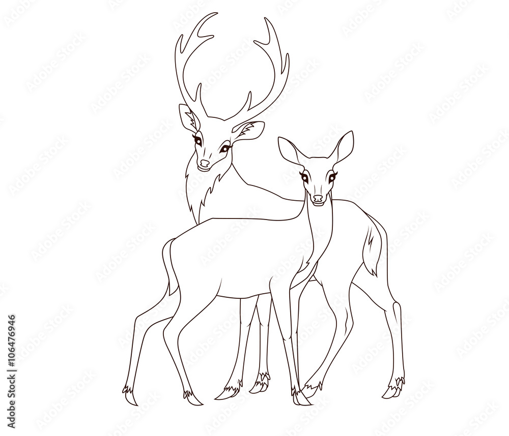 Coloring book: Couple of deers isolated