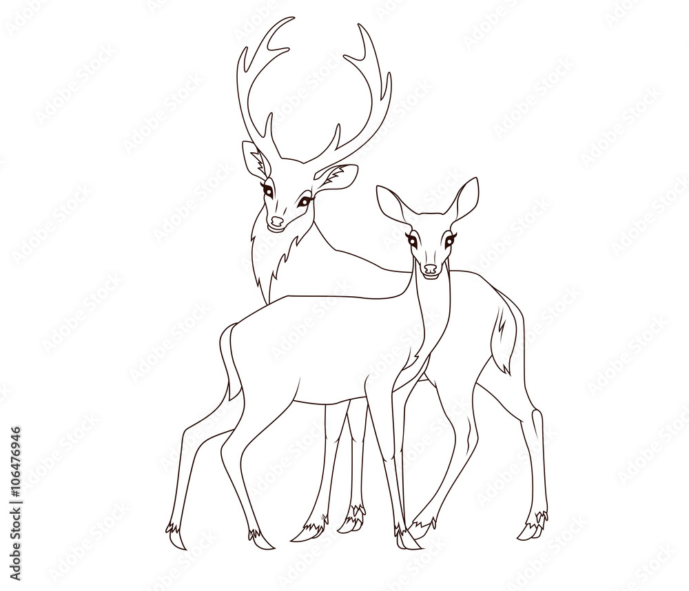 Naklejka premium Coloring book: Couple of deers isolated