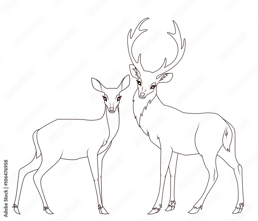 Fototapeta premium Coloring book: Couple of deers isolated