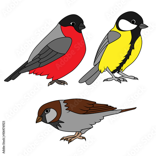 Small urban birds set
