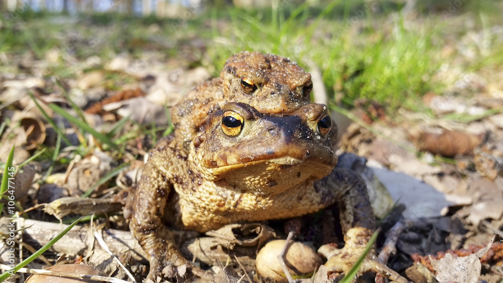 Froschlurche bei der Fortpflanzung Froschlurche bei der Fortpflanzung