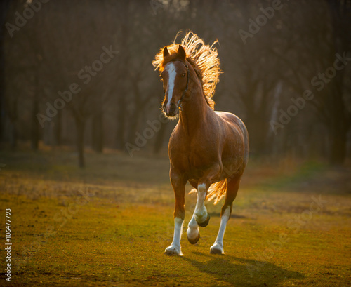 Fototapeta Naklejka Na Ścianę i Meble -  horse