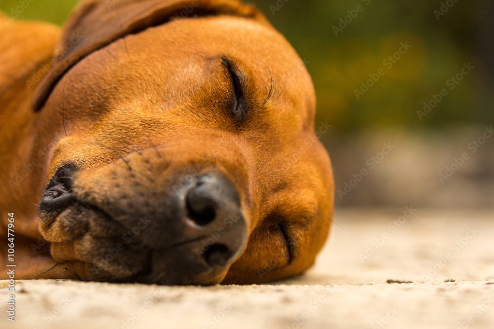 Rhodesian Ridgeback schläft Rhodesian Ridgeback schläft