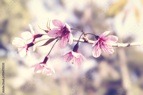 Prunus cerasoides blossom or cherry blossom Thailand