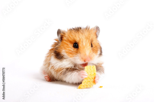 hamster sits and eats