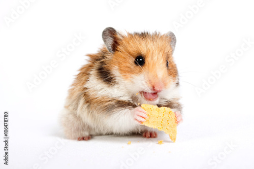 hamster sits and eats photo