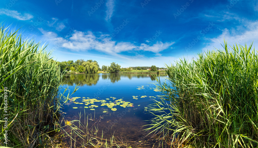 Obraz premium Calm pond and water plants