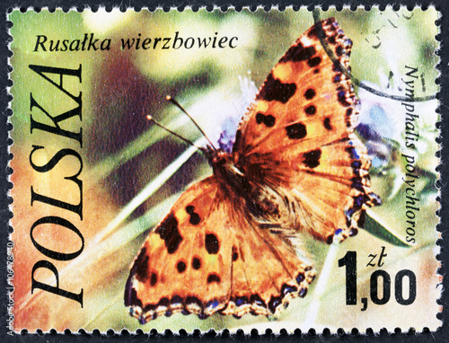 GROOTEBROEK ,THE NETHERLANDS - MARCH 8,2016 : A stamp printed in Poland shows butterfly Numphalis polychloros, with the same inscription, circa 1977. photo